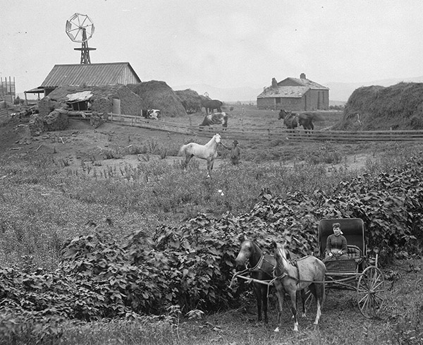 farm with woman on a buggy